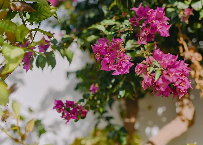 Casa Bella Vista Tahiche