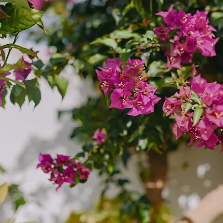 Casa Bella Vista Tahiche